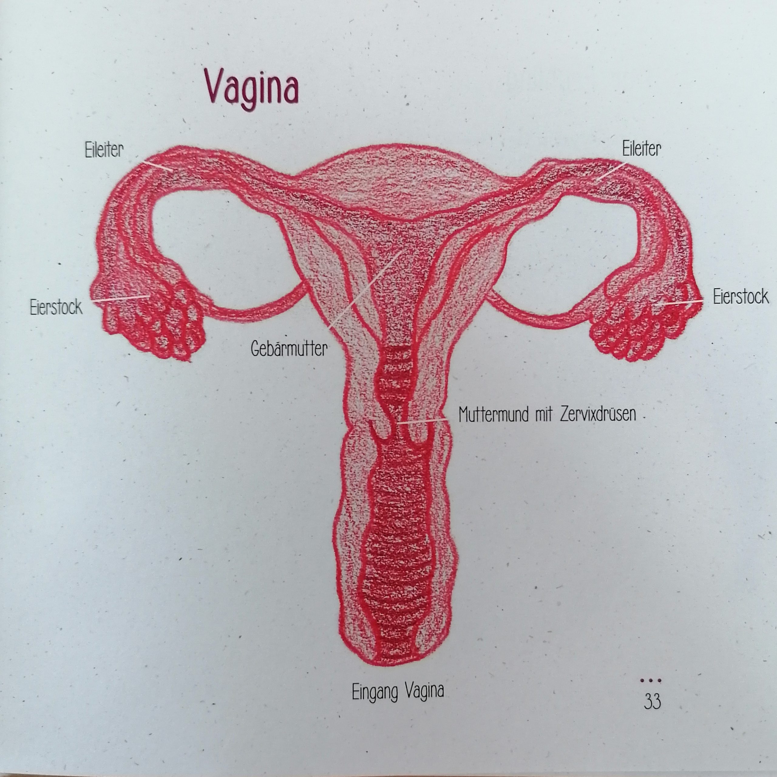 Zyklusbuch & Zyklusrad Vagina